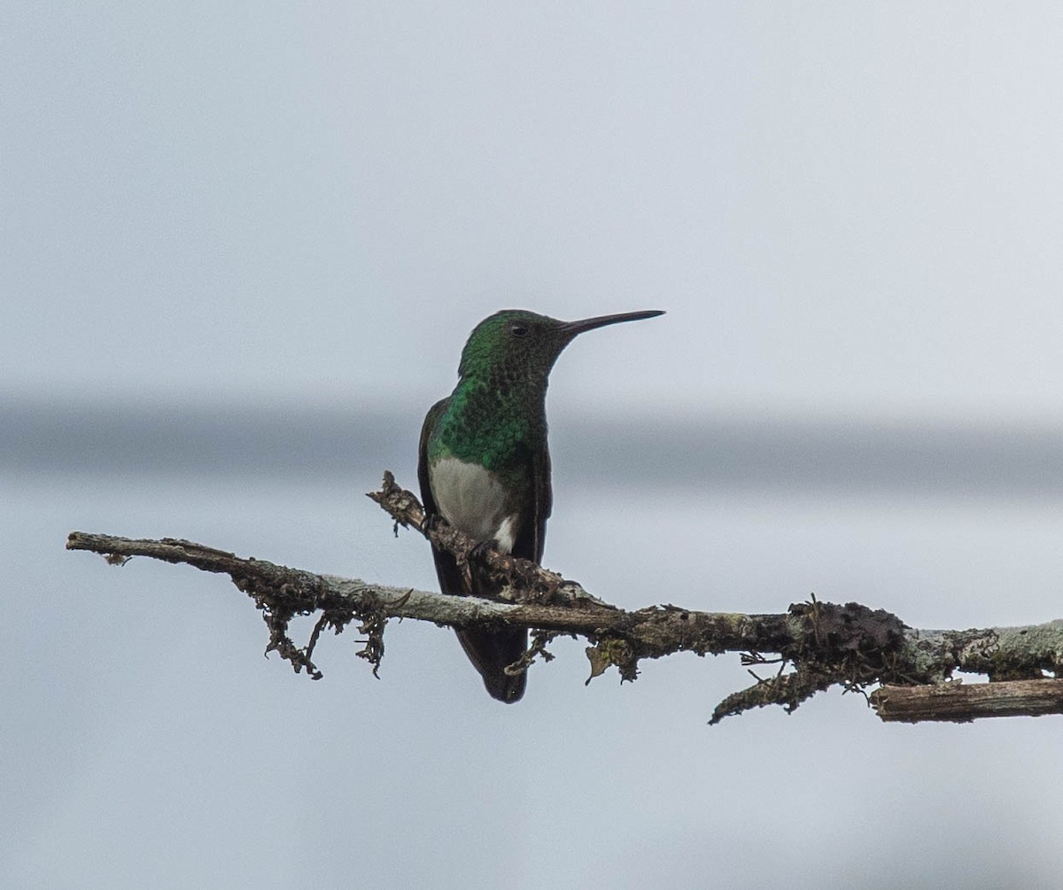 Snowy-bellied Hummingbird - ML614861387