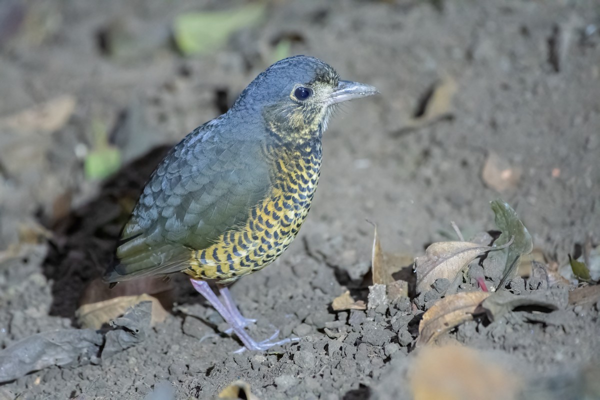 Undulated Antpitta - ML614861394