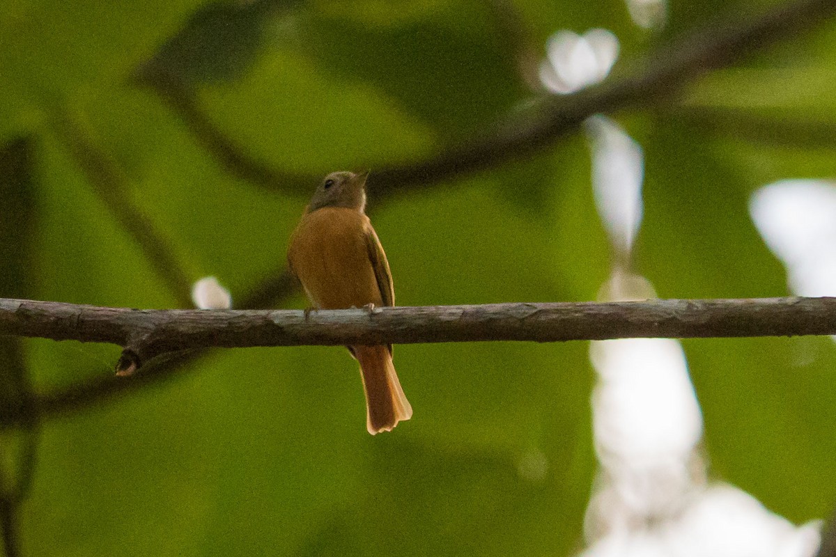 Ruddy-tailed Flycatcher - ML614861482