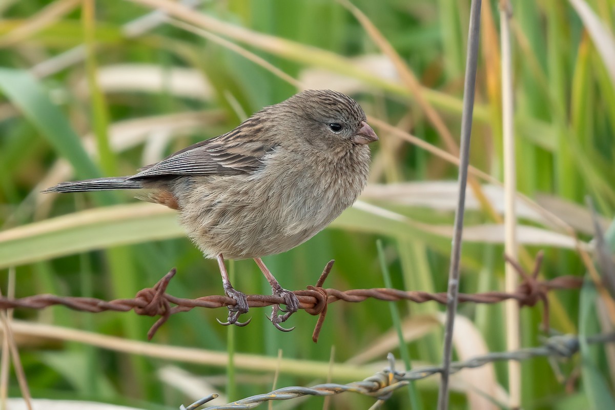 Plain-colored Seedeater - ML614861492