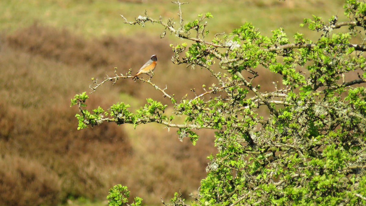 Common Redstart - Ian Jones