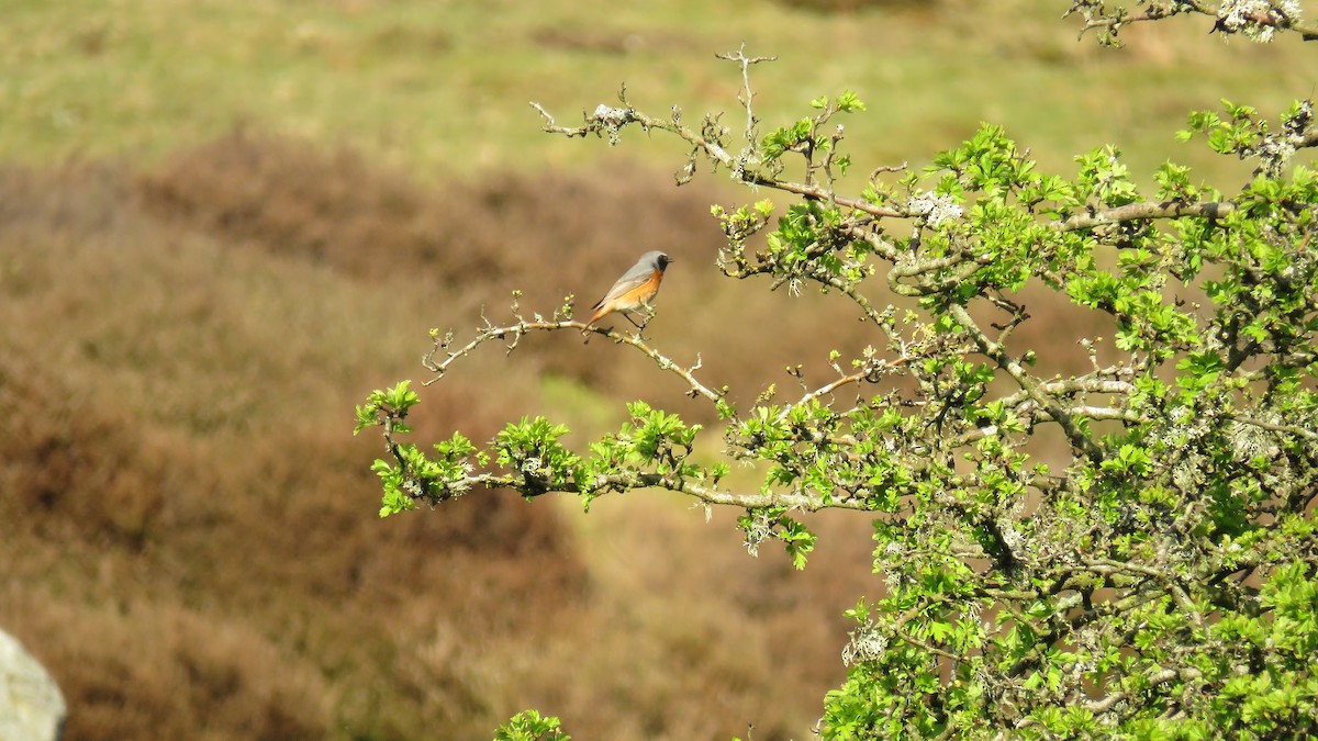 Common Redstart - Ian Jones