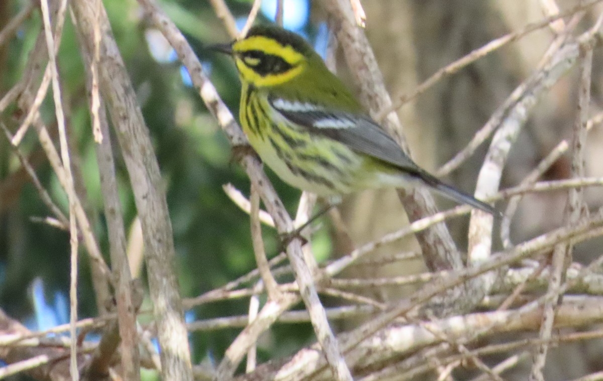 Townsend's Warbler - ML614861598