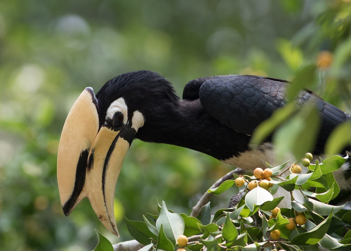 Oriental Pied-Hornbill - ML614861615