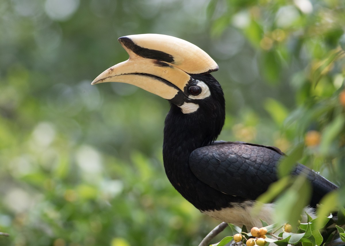 Oriental Pied-Hornbill - ML614861616