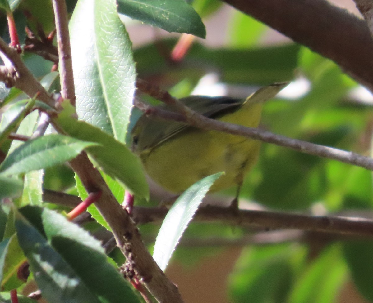 Orange-crowned Warbler - The Spotting Twohees