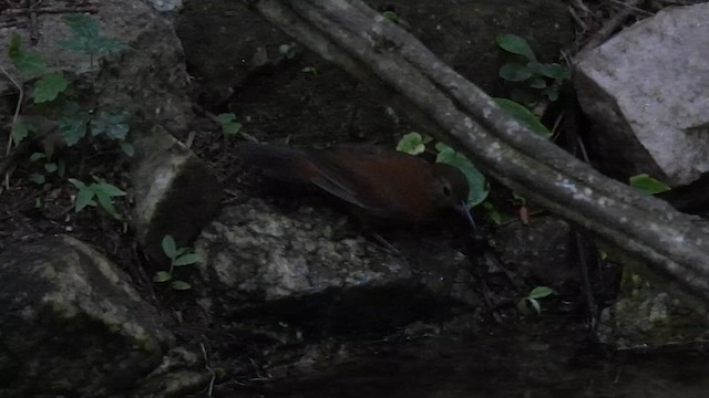 Sclérure à poitrine rousse (cearensis) - ML614861636