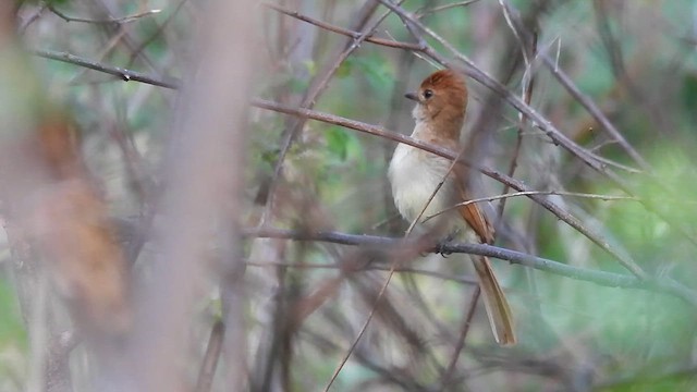 Ash-throated Casiornis - ML614861694