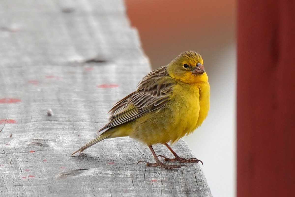 Grassland Yellow-Finch - ML614861729