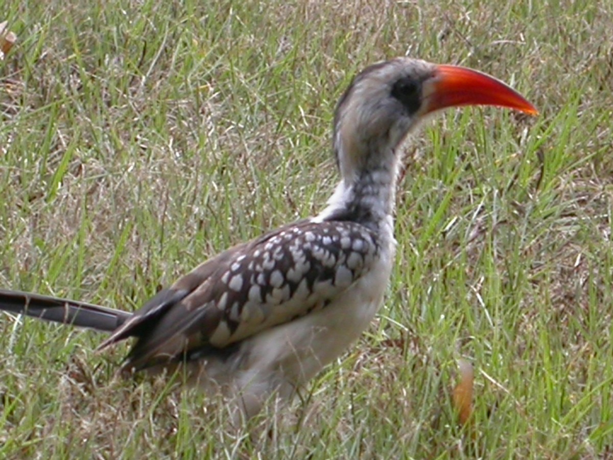 Western Red-billed Hornbill - ML614861750