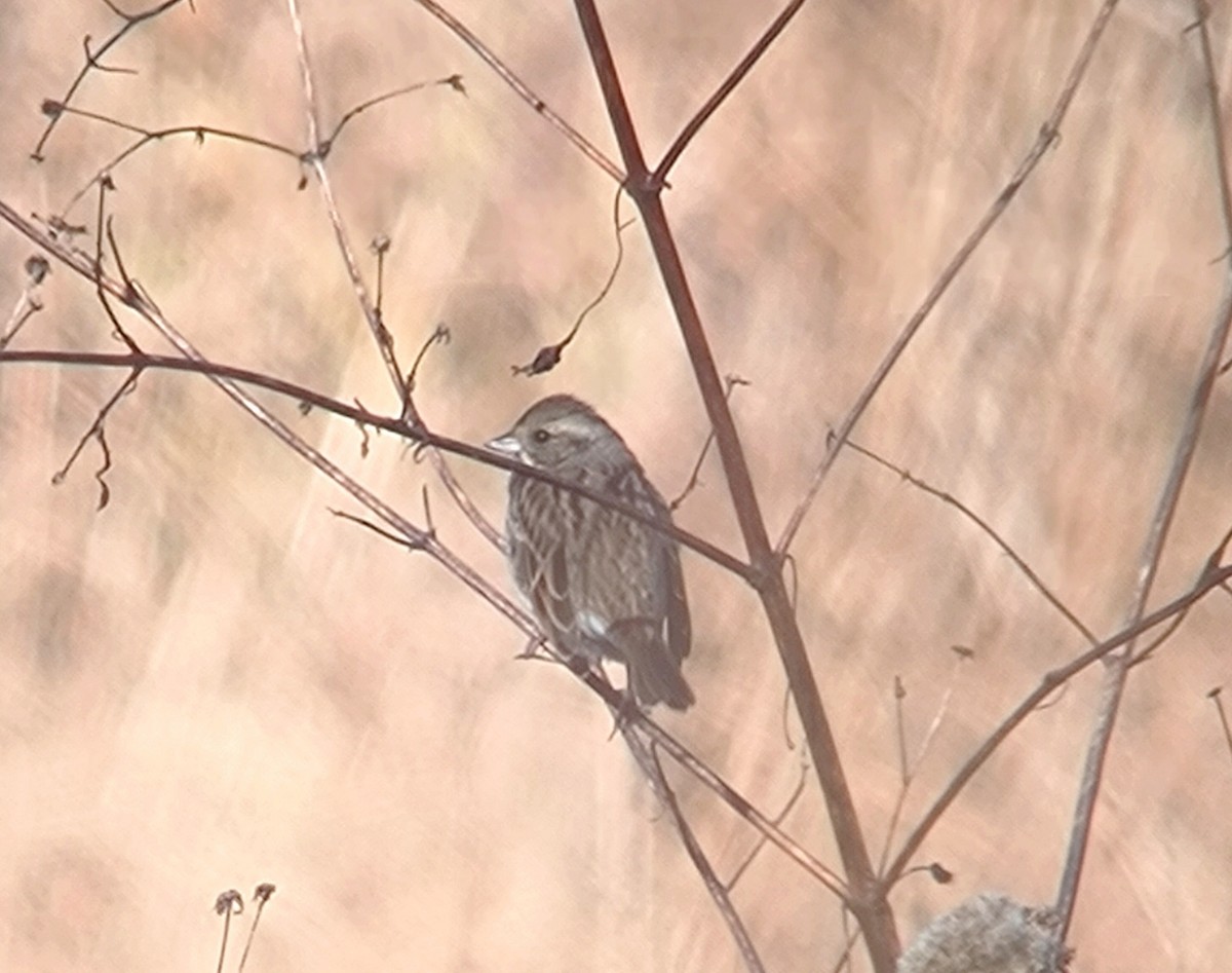 Black-faced Bunting - ML614861752