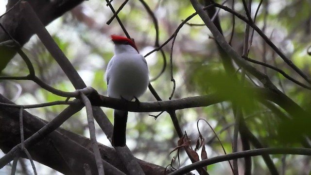 Araripe Manakin - ML614861766