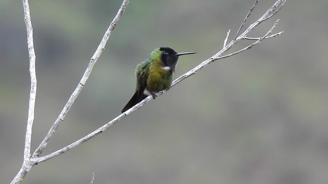 Colibrí Lumaquela - ML614861797