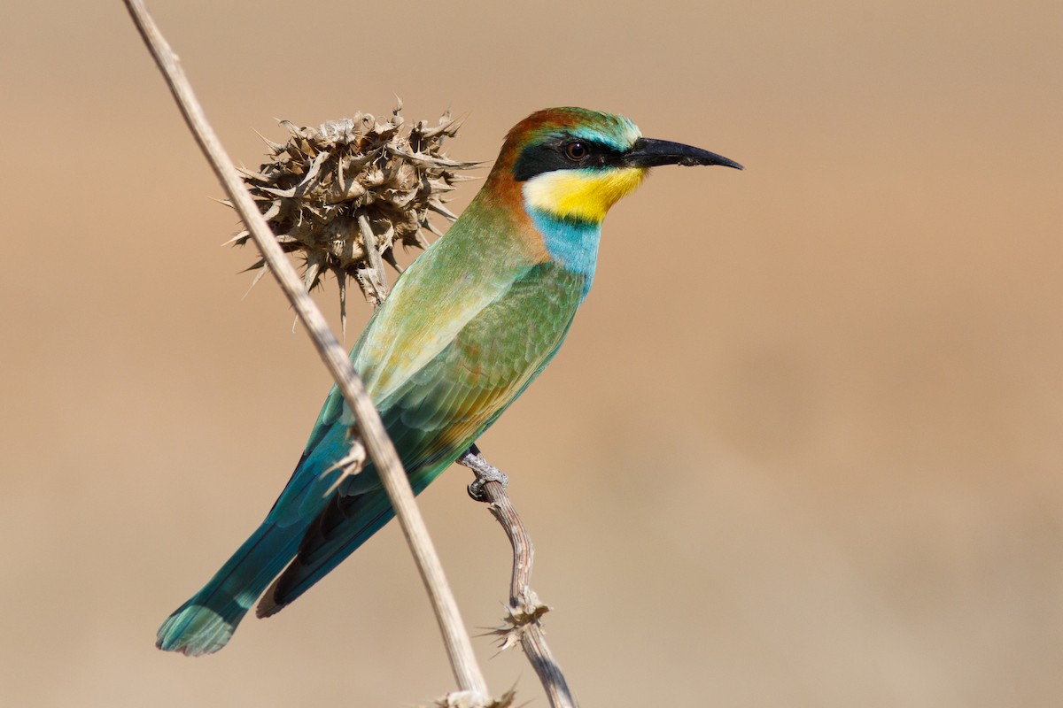 Erle-txori eurasiarra - ML614861877