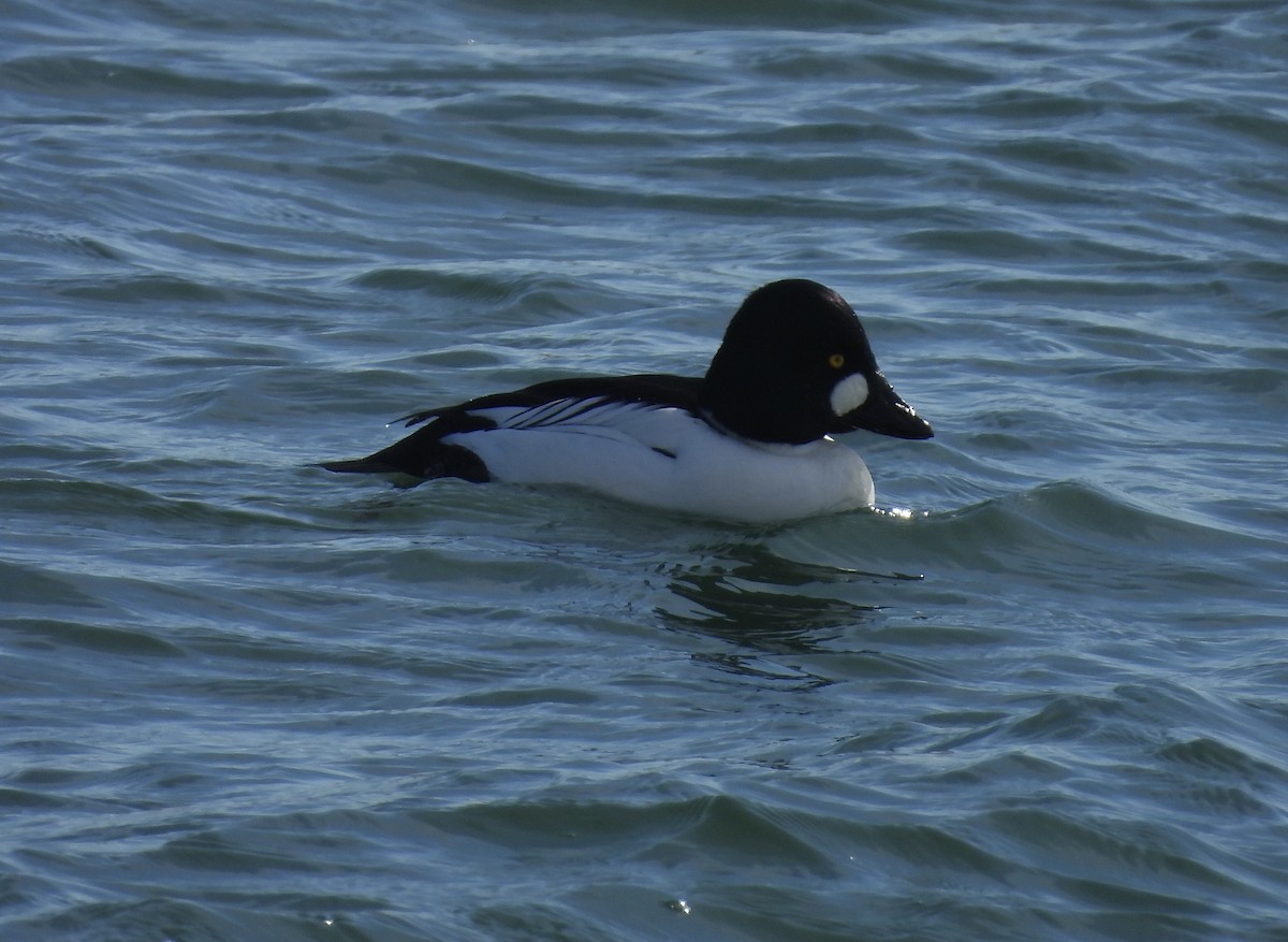 Common Goldeneye - ML614861889