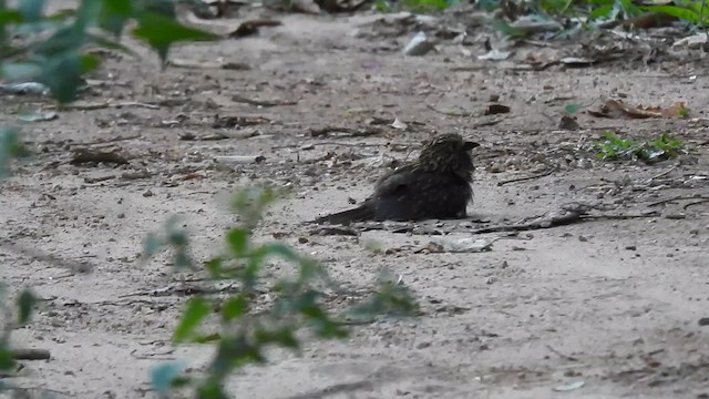 Crescent-chested Puffbird (Greater) - ML614861891