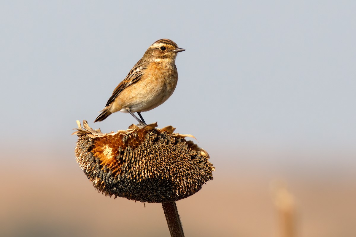 Whinchat - ML614861915