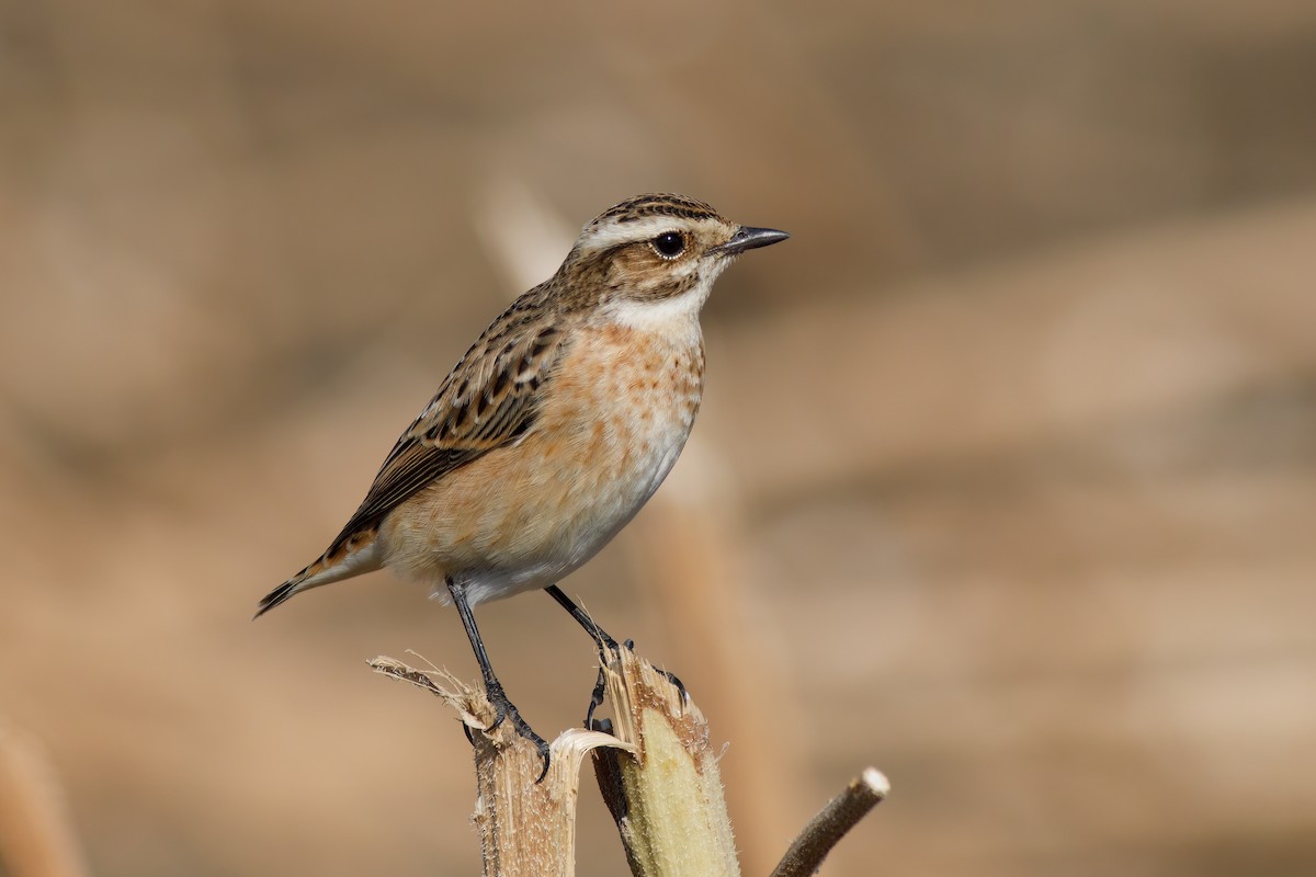Whinchat - ML614861918