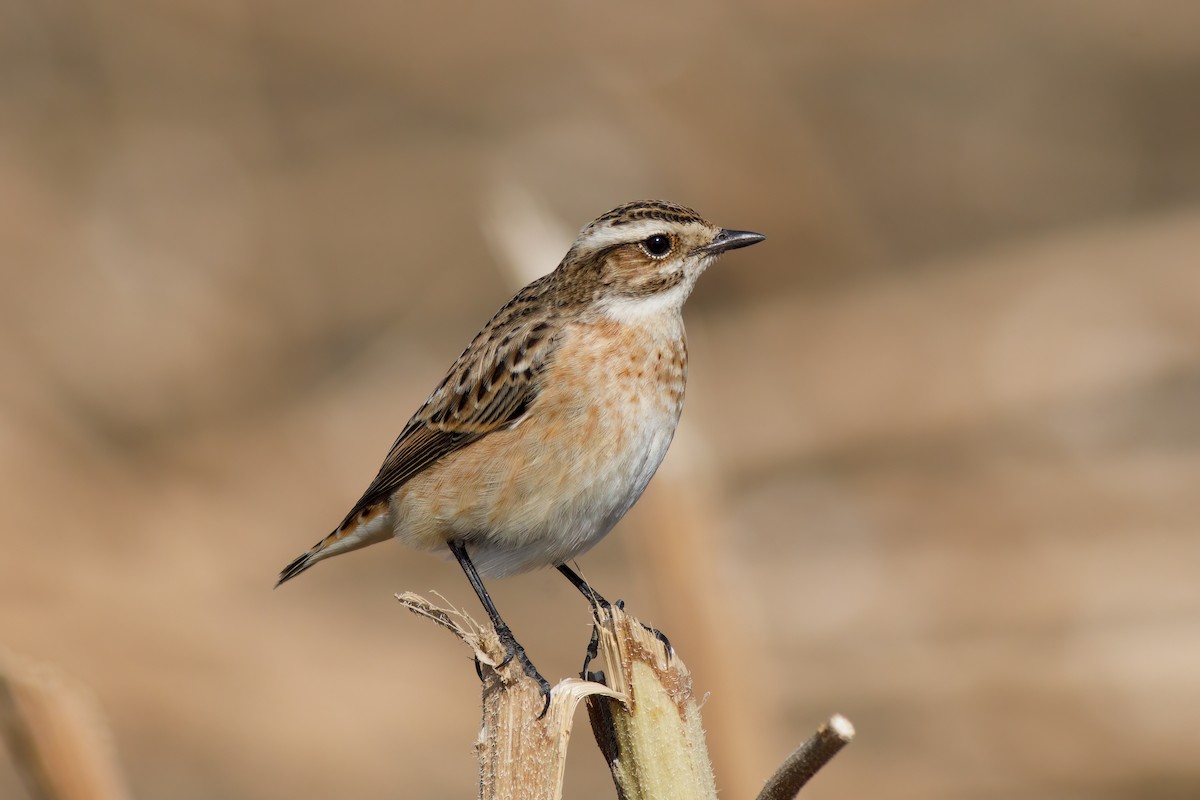 Whinchat - ML614861919