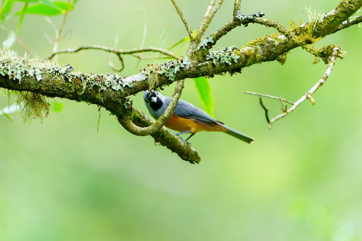 Black-faced Monarch - ML614861928