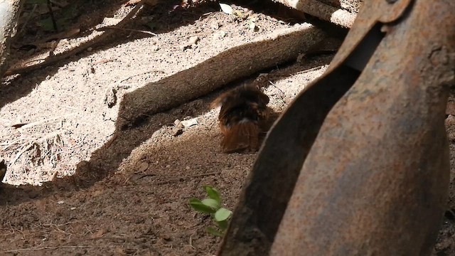 Southern House Wren - ML614861946