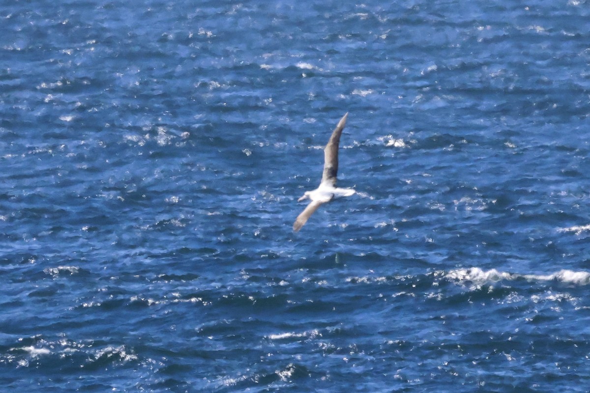 albatros královský - ML614861947