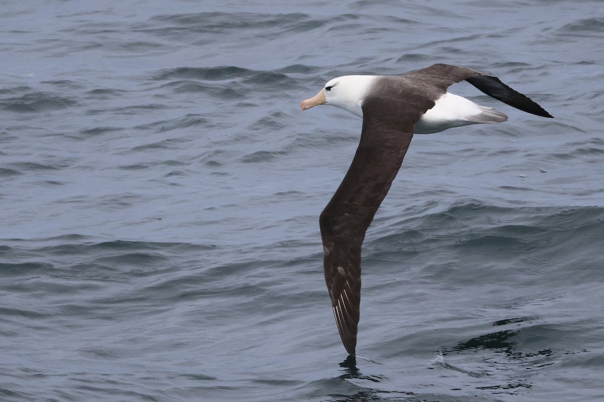 albatros černobrvý - ML614861957