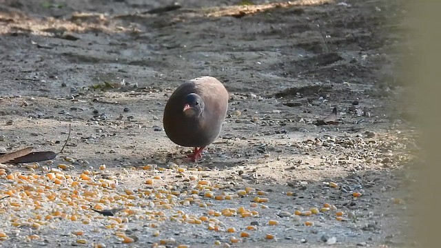 コバシシギダチョウ - ML614861980