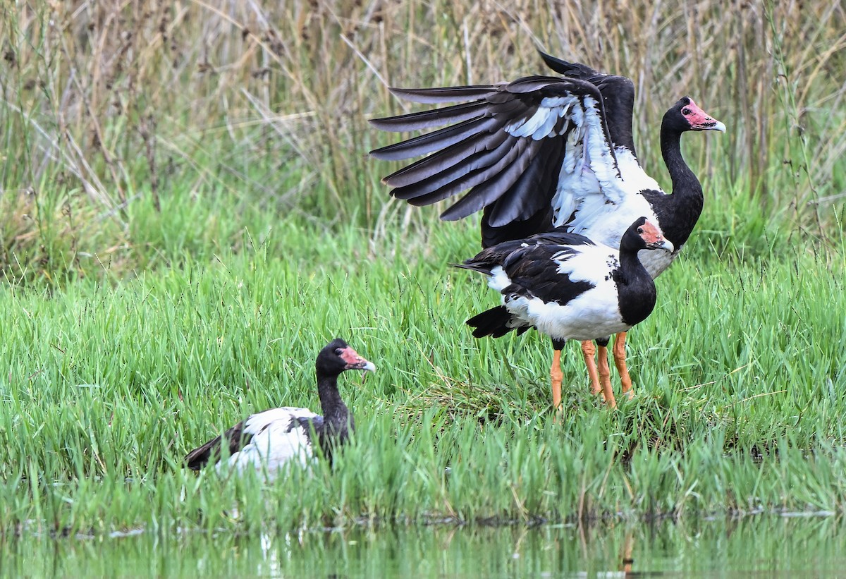 Magpie Goose - ML614861999