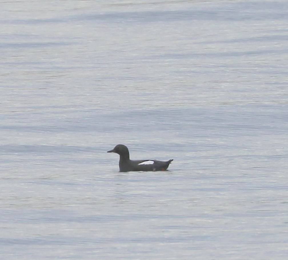 Pigeon Guillemot - ML614862011