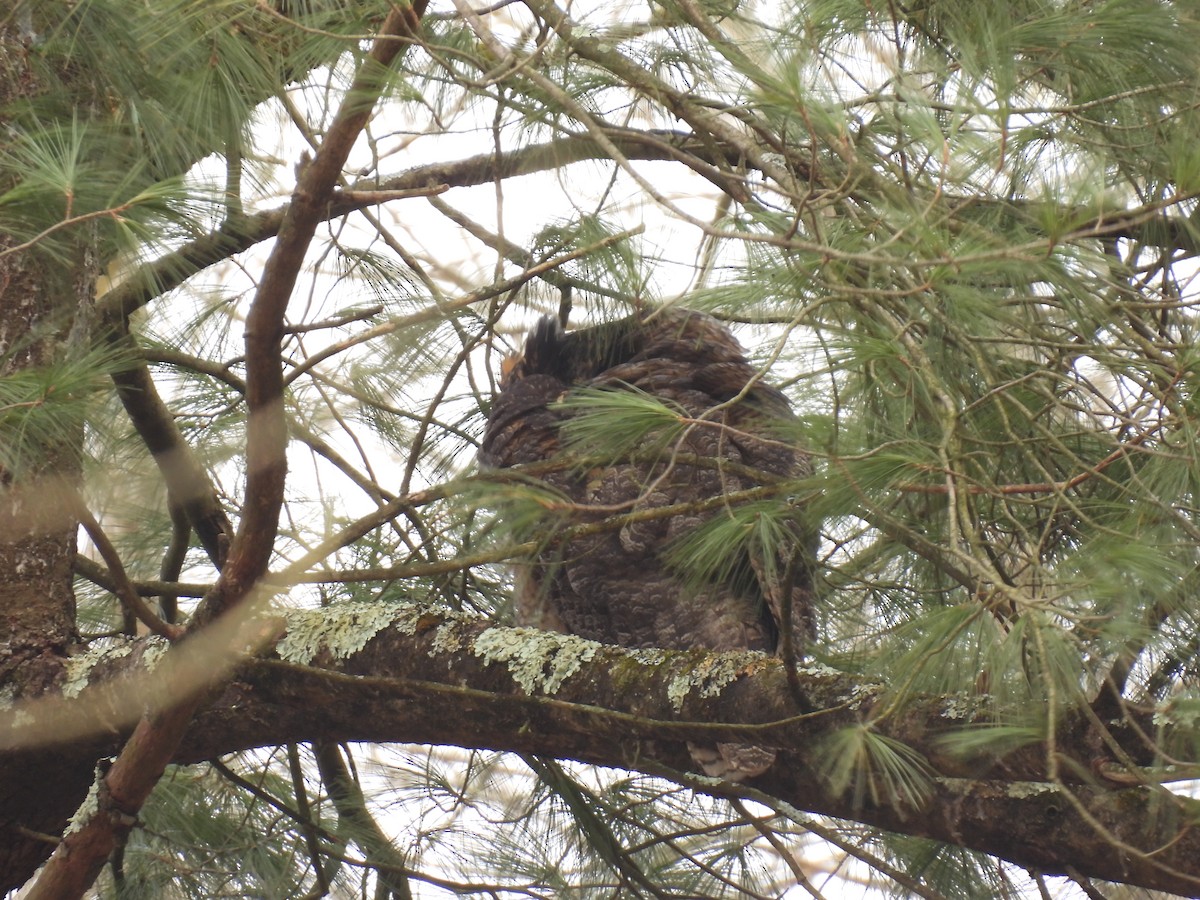Great Horned Owl - ML614862019