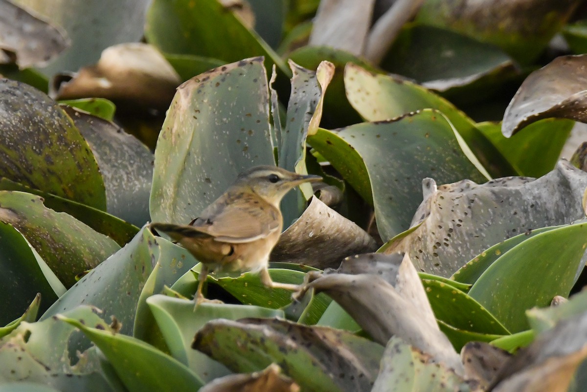 Pallas's Grasshopper Warbler - Aparna S