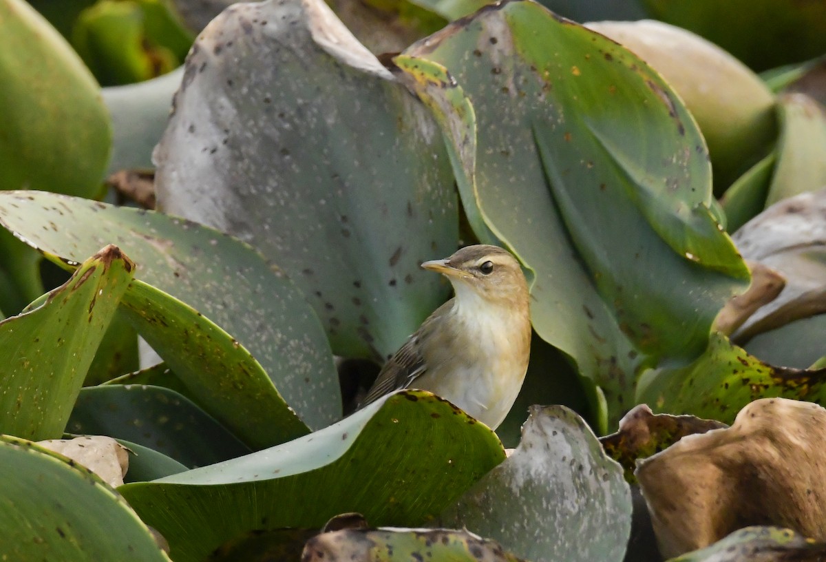 Pallas's Grasshopper Warbler - ML614862047