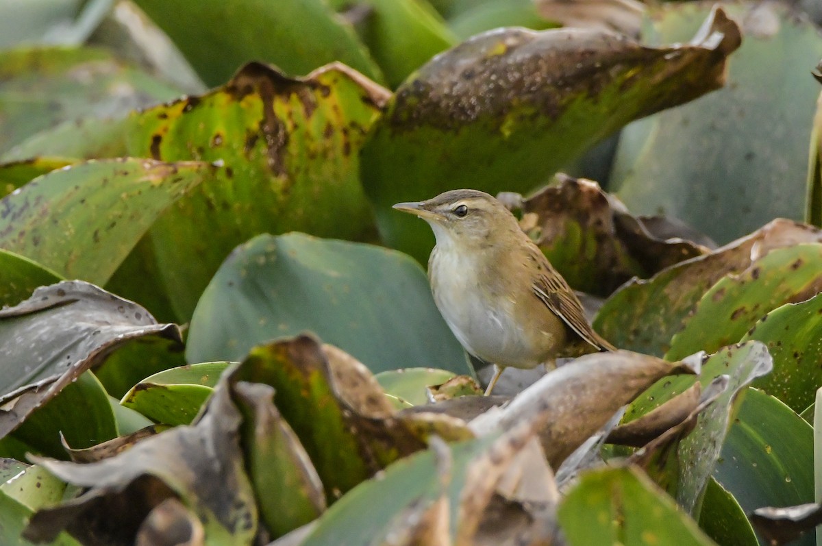 Pallas's Grasshopper Warbler - ML614862048