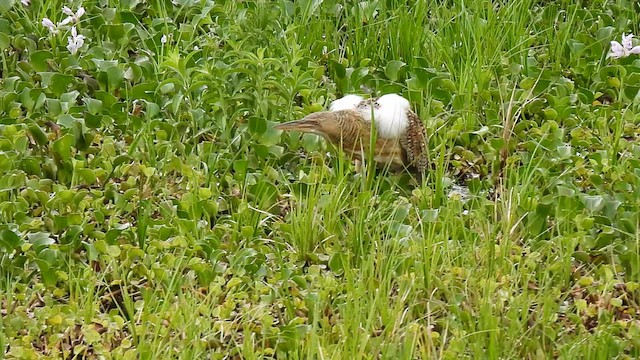 Pinnated Bittern - ML614862051