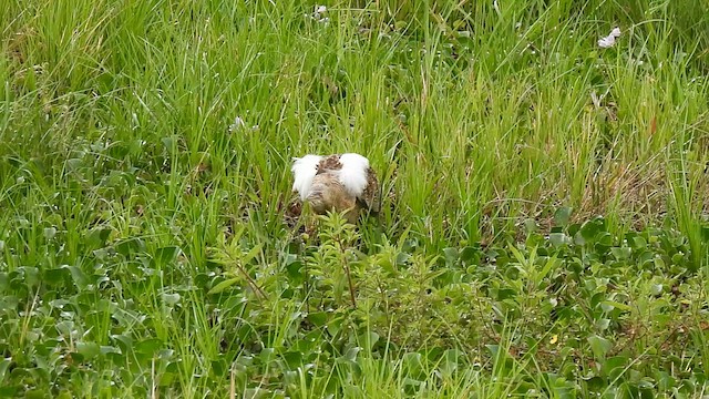 Pinnated Bittern - ML614862054