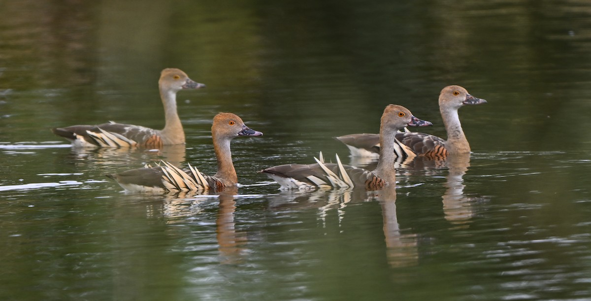 Plumed Whistling-Duck - ML614862082