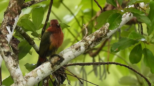 Toucanet à bec tacheté - ML614862092