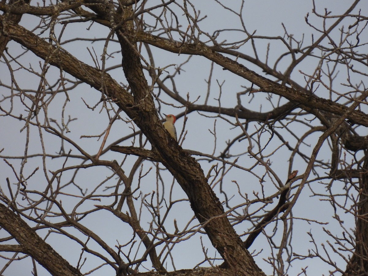 Red-bellied Woodpecker - ML614862155
