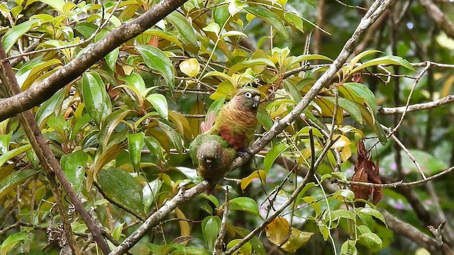 ウロコメキシコインコ（frontalis） - ML614862176