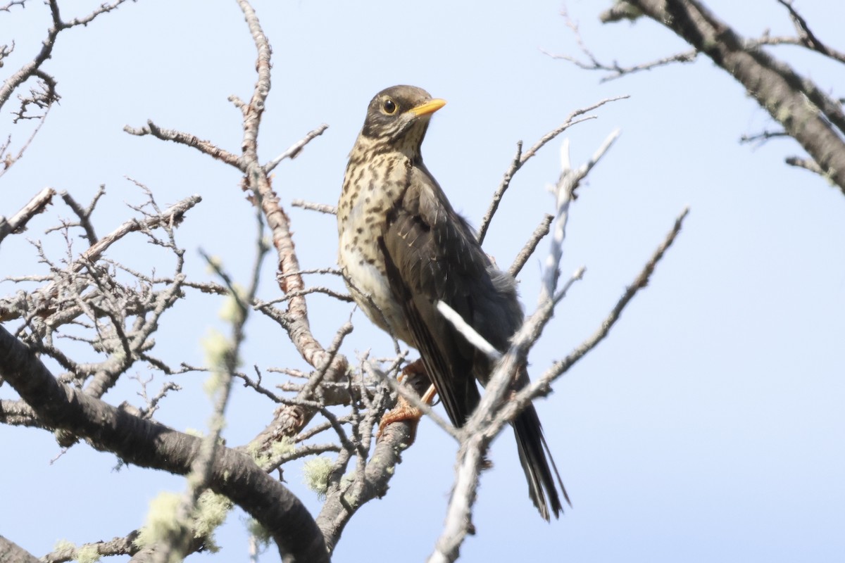 Austral Thrush - Marie Rust