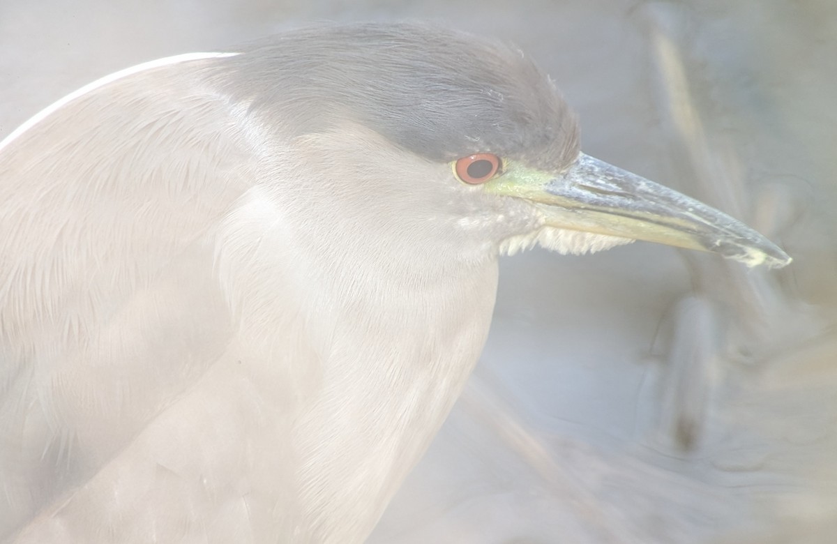 Black-crowned Night Heron - ML614862191