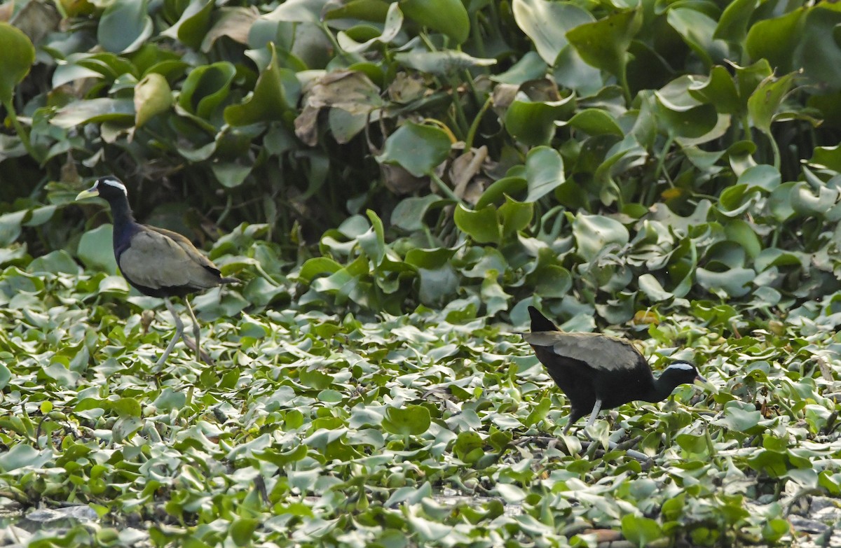 Bronze-winged Jacana - ML614862192