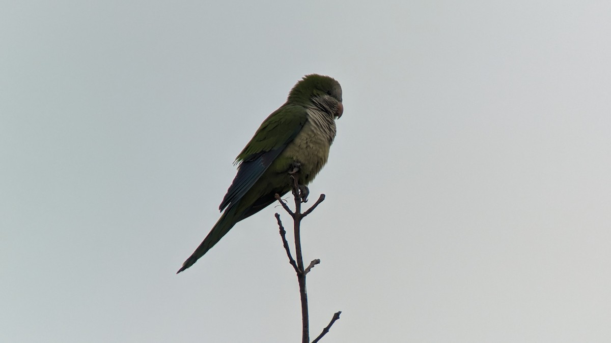 Monk Parakeet - ML614862194