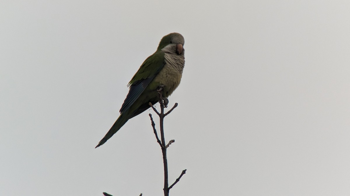 Monk Parakeet - Sean Camillieri