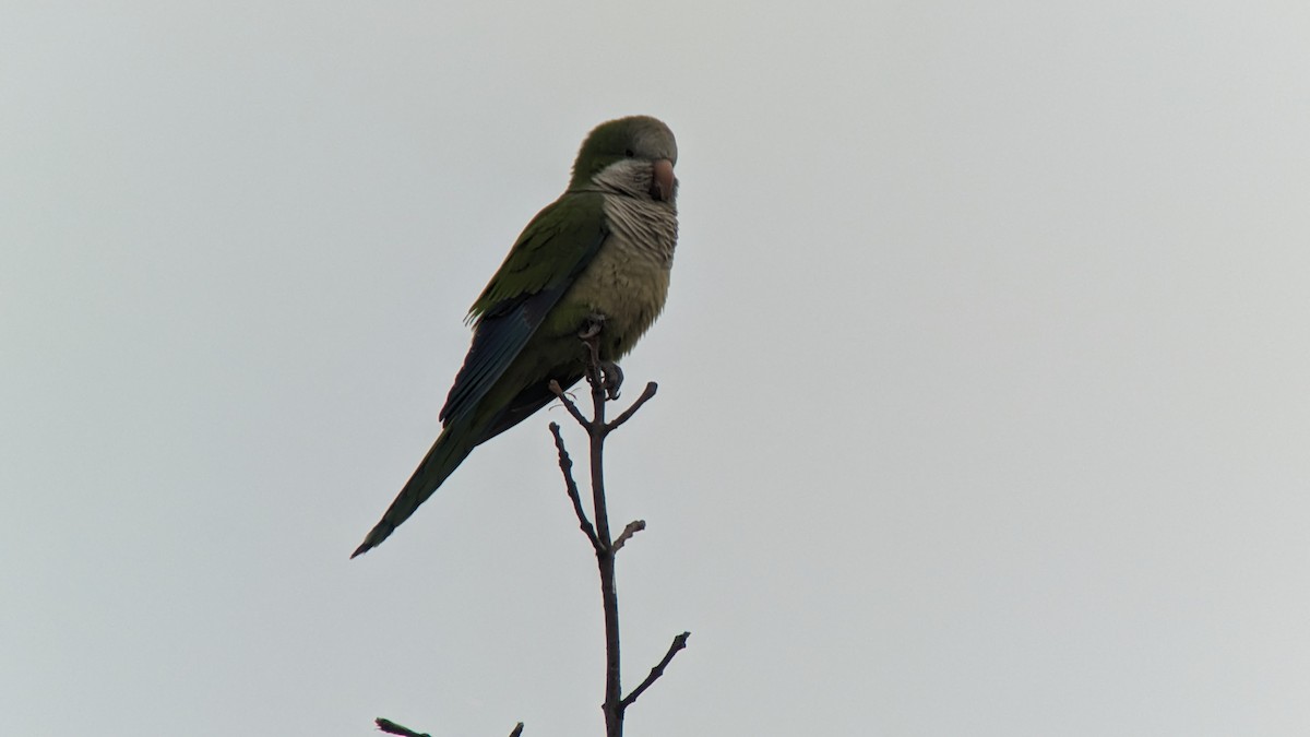 Monk Parakeet - ML614862196