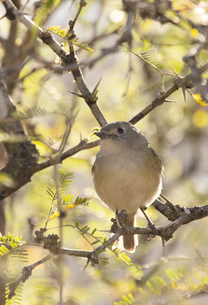 Dwarf Vireo - manuel grosselet