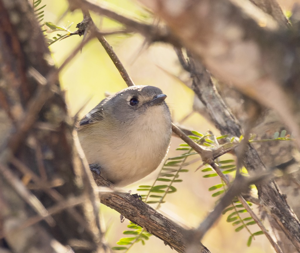 Dwarf Vireo - ML614862237