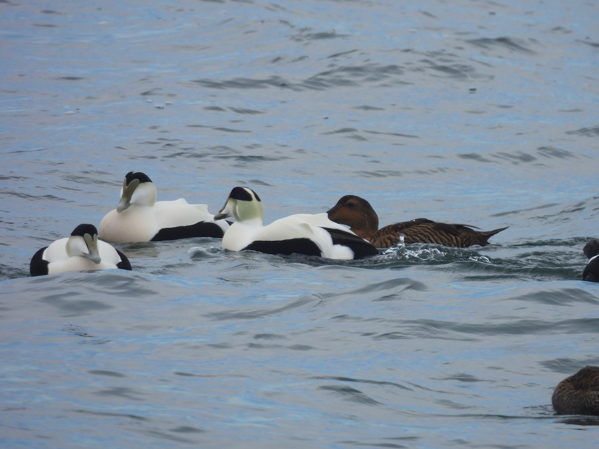 Common Eider - ML614862244