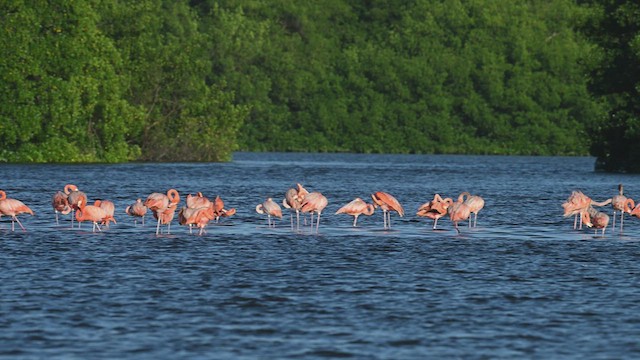 Flamant des Caraïbes - ML614862274